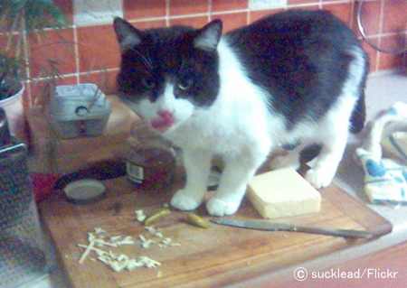チーズをつまみ食いする猫