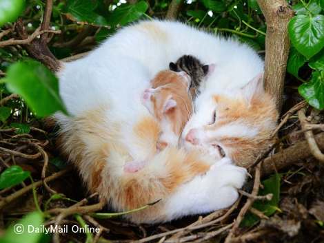 鳥の巣の中で出産した母猫