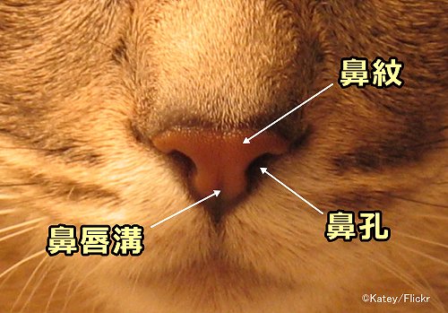 猫の鼻を構成している微細構造～鼻孔・鼻唇溝・鼻紋