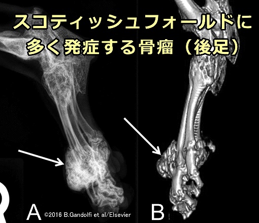 スコティッシュフォールドの後ろ足に発生した骨瘤のエックス線およびCT画像