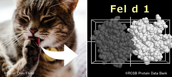 猫アレルギーの主要アレルゲンである「Fel d 1」の3D構造