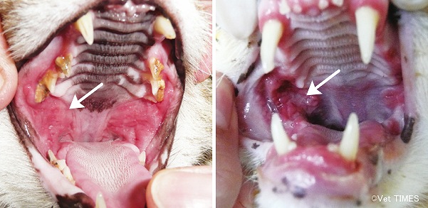 猫の口蓋に発生した潰瘍性口内炎