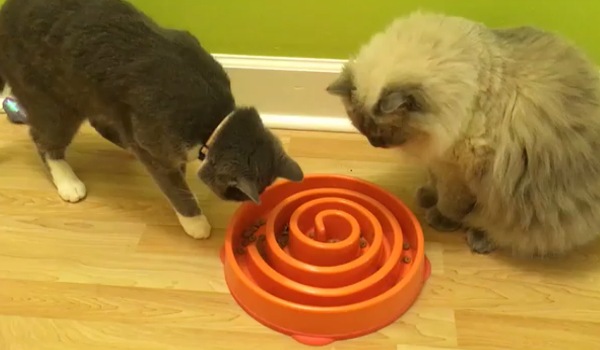パズルフィーダーは猫の食事にゲーム性を持たせる