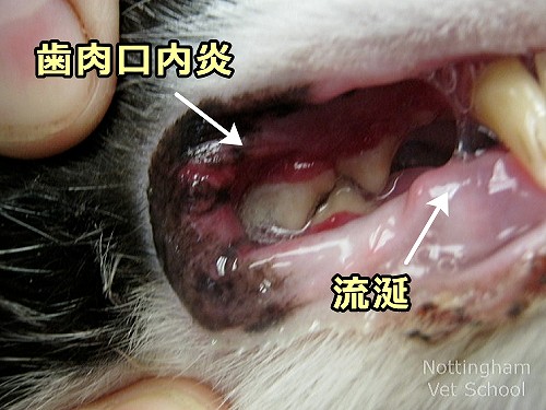 猫の口内病変は、全身性疾患を早期発見するための警報装置
