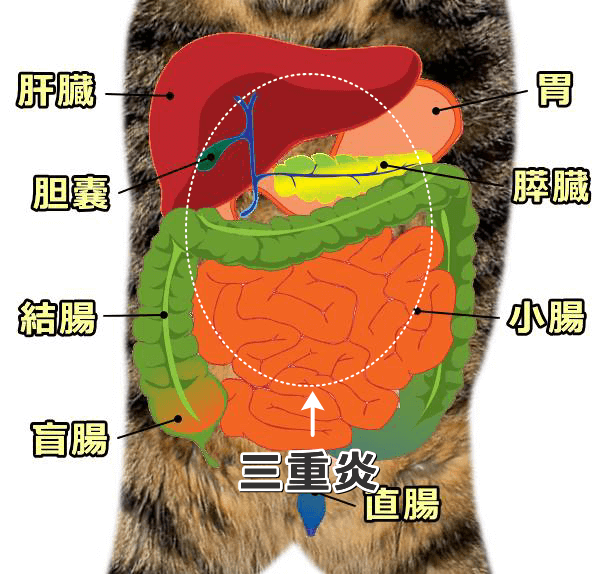 体腔内における猫の「三重炎」（Triaditis）発症部位