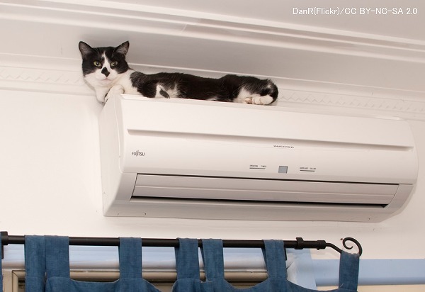 エアコンに登りたがる猫