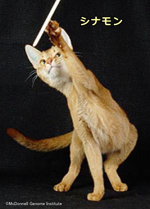 猫で初めて全ゲノムが解析されたアビシニアンのシナモン（Cinnamon）