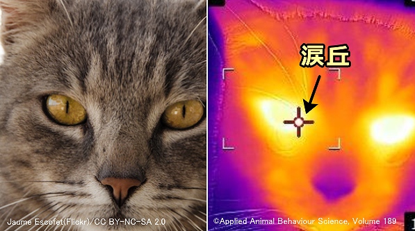 猫のストレスレベルは眼球温度に現れる