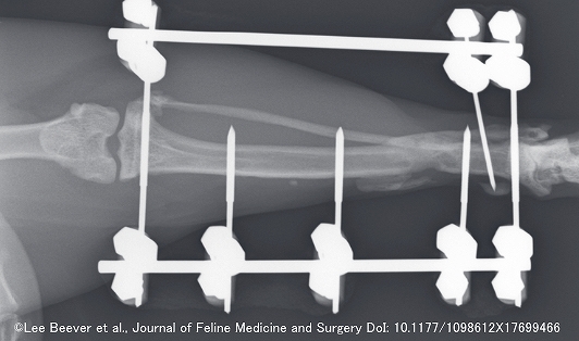 猫の脛骨に対する創外固定法（エックス線写真）