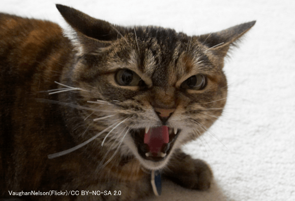 猫がフラストレーションを感じている時、耳を平たくして口を開き、シャーという威嚇音を出す