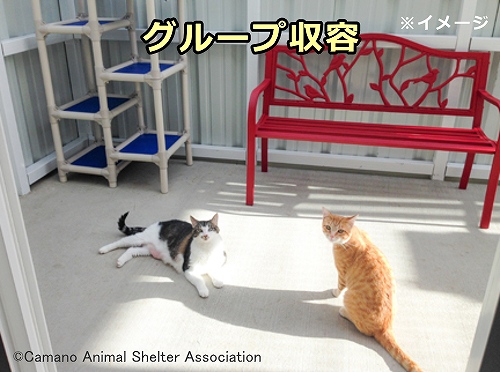 保護施設における猫のグループ収容イメージ