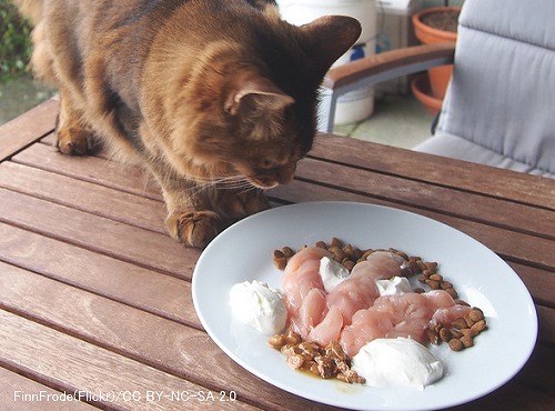 猫用手作りフードの多くは栄養要求を完璧に満たしていない