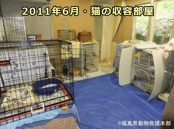 開所から2ヶ月経過した2011年6月における飯野シェルター猫収容部屋の様子