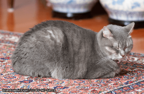 リラックスしているときの猫は香箱座り（loaf）を見せる