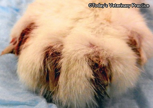猫肺指症候群の四肢末節骨にできる腫瘤性病変