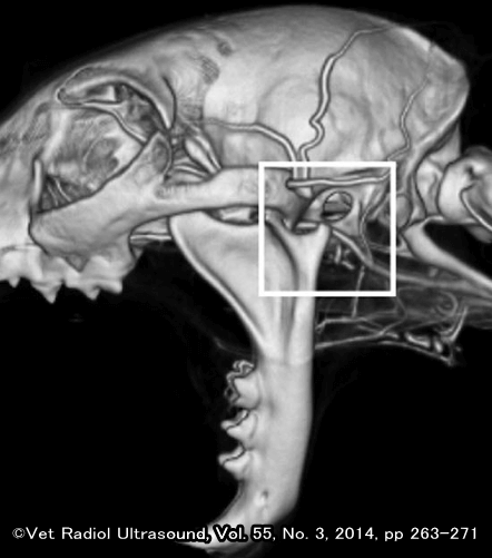 開口時の下顎骨によって圧迫を受けた猫の顎動脈