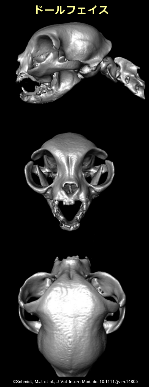 鼻ぺちゃの度合いが中等度の「ドールフェイス」ペルシャにおける頭蓋骨の形状