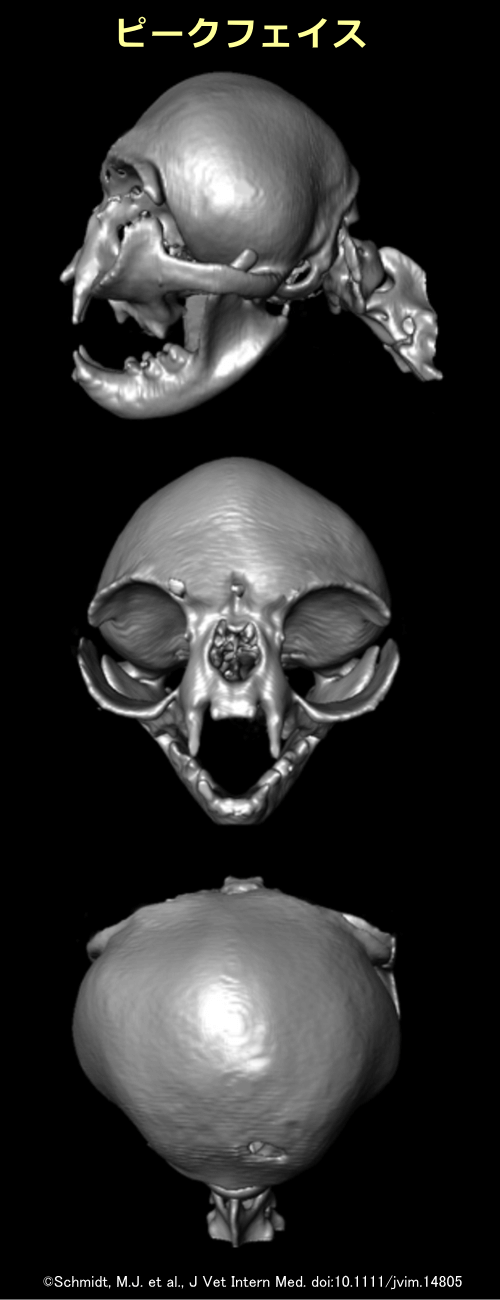 極端に鼻ぺちゃな「ピークフェイス」ペルシャにおける頭蓋骨の形状