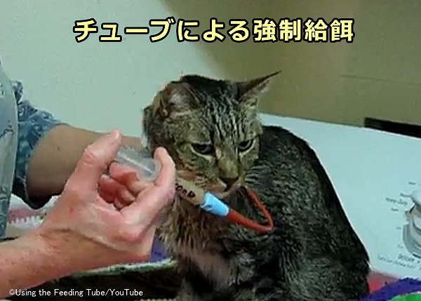 肝リピドーシスを発症した猫に対するチューブを用いた強制給餌