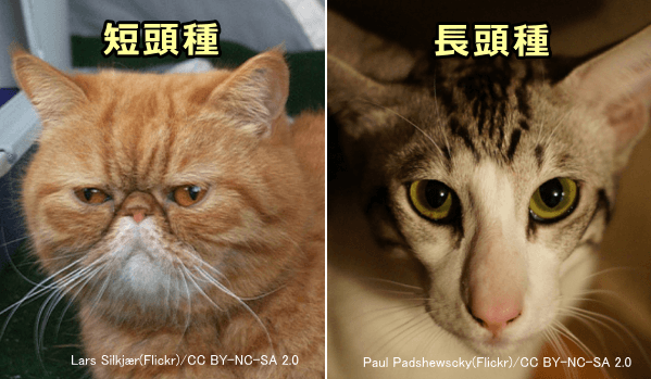 短頭種と長頭種の猫の顔比較