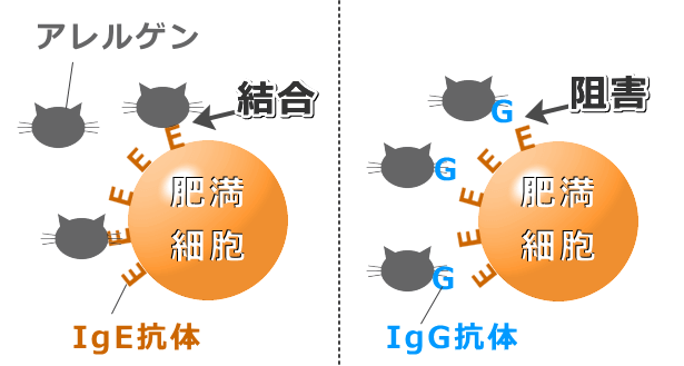 IgG抗体が猫アレルゲン（Fel d 1）表面に有る複数のエピトープに結合することでIgEとの結合を阻害する