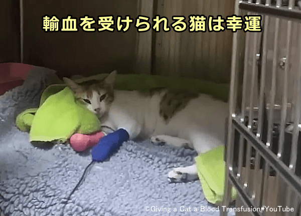 血液バンクがない日本においては猫の輸血治療が難しい