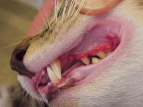 猫の歯周病は慢性腎不全（CKD）の発症リスク