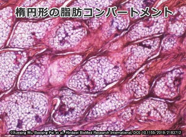 肉球の皮下組織層で見られる楕円形の脂肪コンパートメント