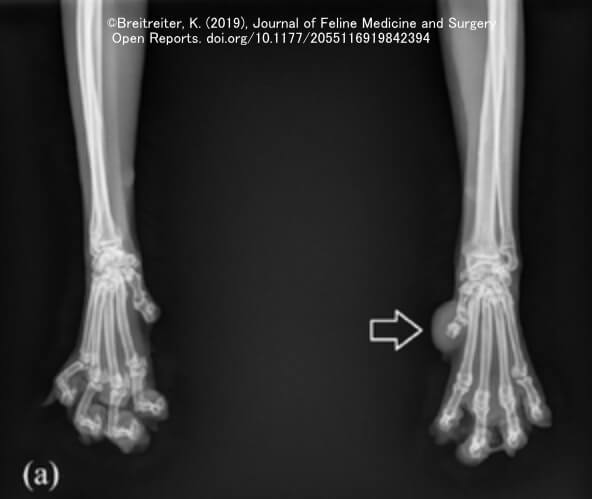 抜爪術を施した第一指を原発箇所とする猫の骨肉腫