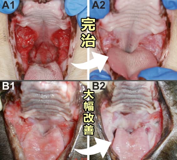 猫の難治性口内炎に対する脂肪細胞由来幹細胞治療の効果を示す画像