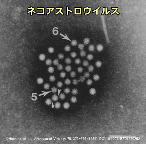 猫の便から検出されたネコアストロウイルスの電子顕微鏡写真