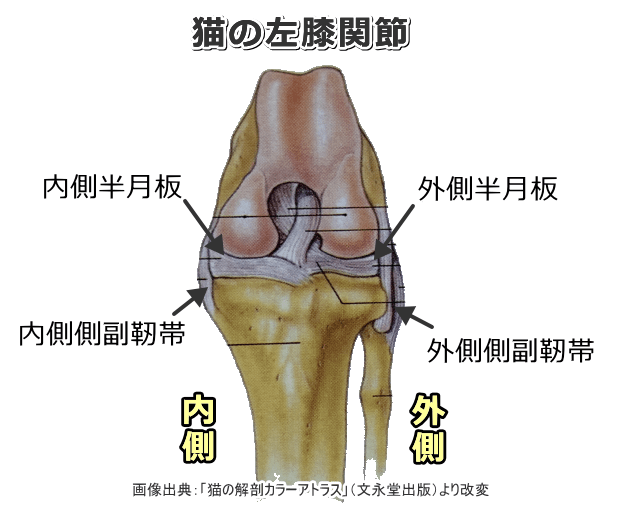 猫の膝関節解剖～骨と半月板・側副靭帯の位置関係