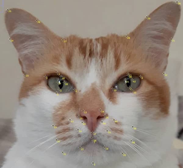 猫の表情を解析するため顔の中に設置された48箇所におよぶランドマーク 