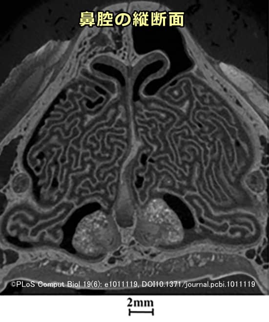 猫の鼻腔縦断面CTスキャン画像