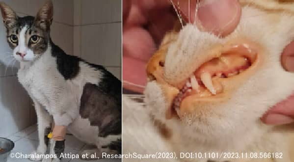 FIPを発症した猫の口内で見られる黄疸症状