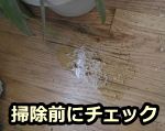 猫が粗相をしたら、掃除する前にまず状態のチェックを