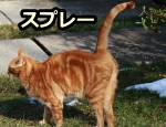 繁殖期に合わせて頻度が上がるマーキング=スプレー