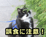猫を散歩させるときは途中で草を誤食しないよう十分注意!