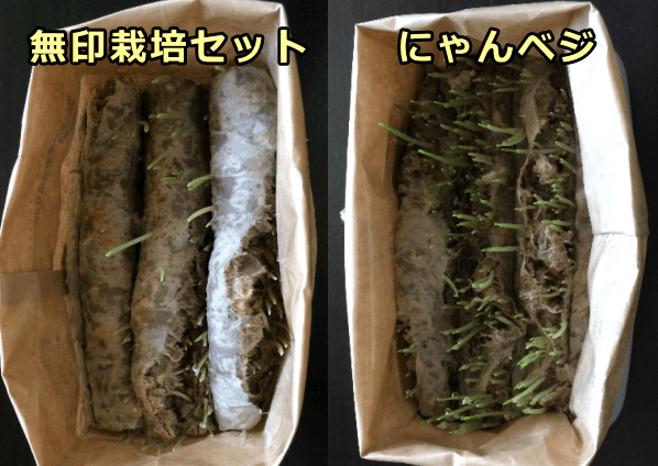 水だけ与えるタイプの猫草栽培セットでは最初に250mlの水を注ぎ込んだ後、芽が出るまで何もしなくてよい