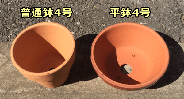 猫草の栽培に適した植木鉢の大きさは普通鉢でも平鉢でも3~4号