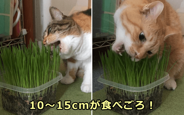 猫草は若草の丈が10~15cmになったころが最も食べやすい