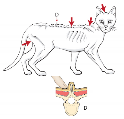 猫のマッスルコンディションスコア（MCS）～ひどい筋肉の喪失