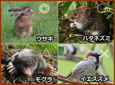 野生動物に対する猫の好みは、ウサギ>ハタネズミ>ネズミ・食虫動物>イエスズメ、という順番