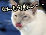 鼻が悪い猫は食欲を失う