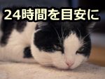 猫が丸一日何も食べないときは、病気の可能性を考慮する