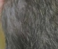 ライコイは猫では珍しいとされる「ローン」という被毛パターンを示す
