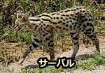 アフリカに生息する野生の猫「サーバルキャット」