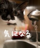 猫のゴロゴロを一時的にやめさせる効果的な方法は蛇口から流れ出る水