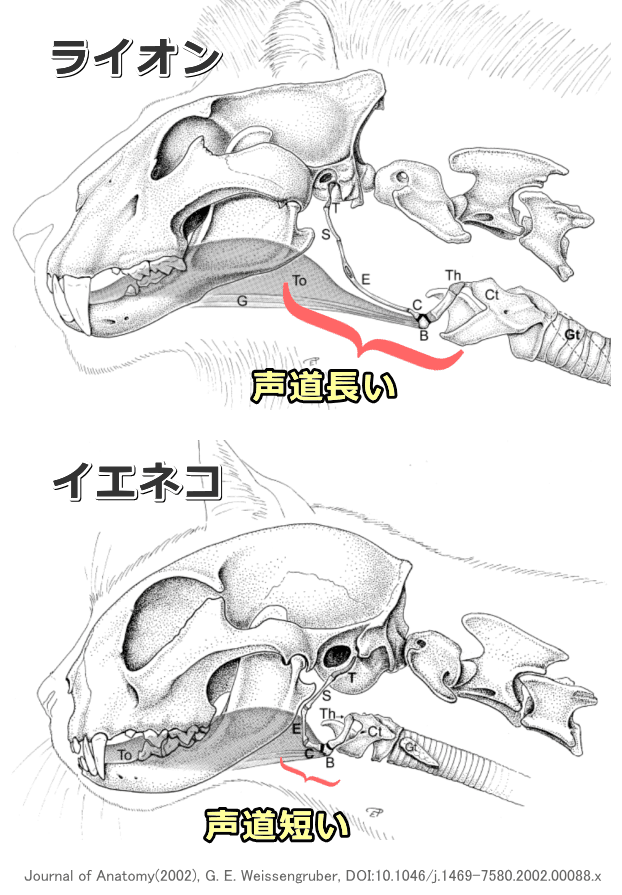 ライオンとイエネコの舌骨装置・比較図