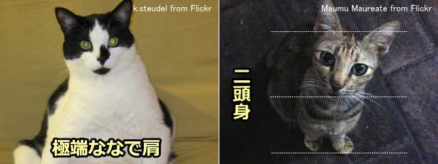 猫の顔幅と肩幅を示す写真と、上から見たときの二頭身化を示す写真